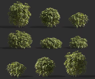 Modern flowering green wood cherry peach leaf shrub plant combination shrub hedge plant combination peach leaf coral shrub hedge plant 3d model