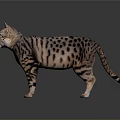 Realistic Spotted Cat Standing Against Gray Background With Reflective Surface