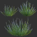 Clustered Lush Green Plants With Vibrant Purple Flowers For Garden Decoration