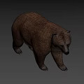 Realistic Brown Bear 3D Model With Walking Posture And Brown Fur