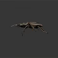 Modern beetle dung beetle beetle chafer 3d model