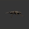 Modern beetle dung beetle beetle chafer 3d model