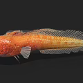Orange Aquatic Fish With Large Eyes Textured Body And Distinctive Fins