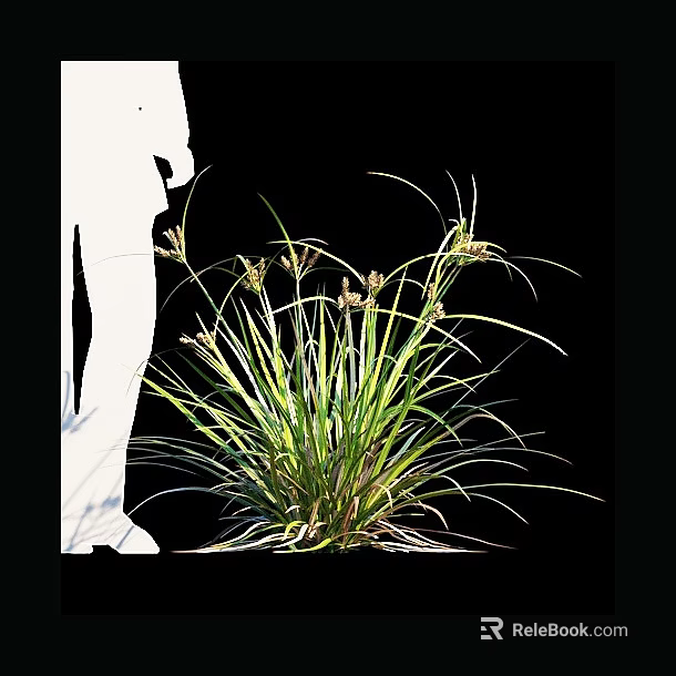 Green Ornamental Grass With Slender Leaves And Flower Spikes Near White Silhouette 3d model 