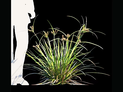 Green Ornamental Grass With Slender Leaves And Flower Spikes Near White Silhouette 3d model