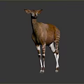 Realistic Okapi Animal Model With Brown Body And White Striped Legs