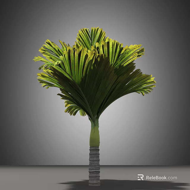 Lush Tropical Palm Tree With Fan Shaped Green And Yellow Leaves And Green Trunk 3d model 