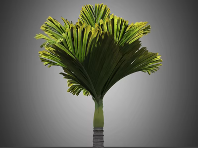 Lush Tropical Palm Tree With Fan Shaped Green And Yellow Leaves And Green Trunk 3d model