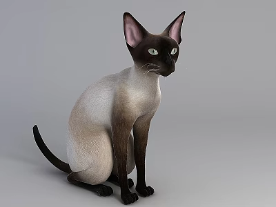 Siamese Cat Sitting Position 3D Model With Detailed Fur And Alert Expression 3d model