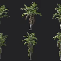 Six Green Arbor Trees In Different Poses With Lush Foliage And Trunks 3d model