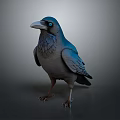 Realistic Blue Gray Crow With Blue Eyes Standing Against Dark Background