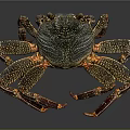 Aquatic Crab with Orange Spotted Shell and Long Textured Legs in Marine Environment