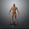 Shirtless Male 3D Model in Underwear on Blue Base with Gray Background
