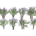 Lush Purple Flowering Arbor Trees With Green Leaves And Multiple Stems