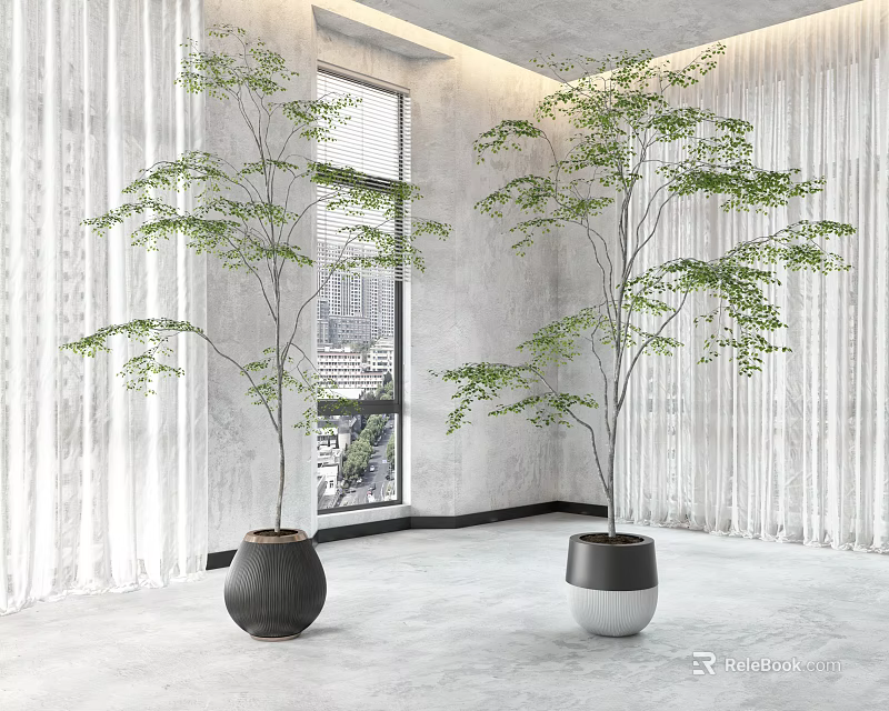 Indoor Bonsai Potted Plants In Modern Planters Near Window With Curtains 3d model 