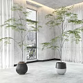 Indoor Bonsai Potted Plants In Modern Planters Near Window With Curtains