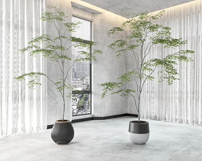 Indoor Bonsai Potted Plants In Modern Planters Near Window With Curtains 3d model