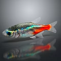 Small Silver Fish With Iridescent Scales And Bright Red Tail On Dark Background