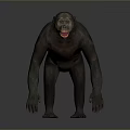 Realistic 3D Model of Chimpanzee Standing on Gray Background with Natural Posture