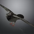 Detailed Flying Pigeon With Spread Wings Red Feet Purple Neck And Gray Feathers
