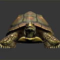 Vibrant Turtle with Orange and Green Glossy Shell Pattern on Dark Background 3d model