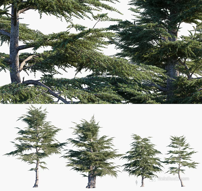 Evergreen Trees with Lush Foliage and Various Growth Forms in Outdoor Landscape Scenery 3d model 