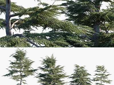 Evergreen Trees with Lush Foliage and Various Growth Forms in Outdoor Landscape Scenery 3d model