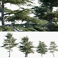Evergreen Trees with Lush Foliage and Various Growth Forms in Outdoor Landscape Scenery