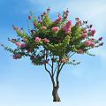 Beautiful Tree With Pink Flowers And Green Leaves Against Clear Blue Sky