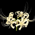 White Spider Lily With Long Filament Petals On Black Background