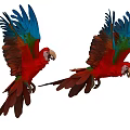 Vibrant Scarlet Macaws Flying With Red Blue Green Feathers Spreading Wings In Air