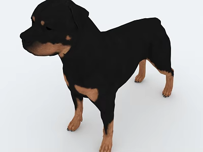 3D Model of Rottweiler with Black and Tan Coat in Standing Pose on White Background 3d model