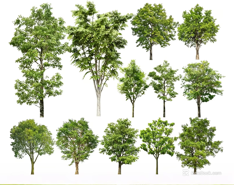 Different Types of Arbor Trees with Green Foliage and Various Sizes 3d model 