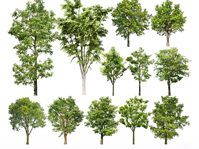 Different Types of Arbor Trees with Green Foliage and Various Sizes 3d model