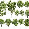 Different Types of Arbor Trees with Green Foliage and Various Sizes