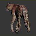 Realistic Cheetah With Spotted Fur Standing Alert On Dark Reflective Surface 3d model