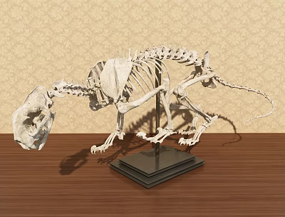 Modern ornaments Lion skeleton specimen 3d model
