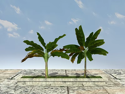 Two Banana Trees With Green Leaves On Stone Pavement Under Blue Sky 3d model