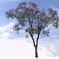 Purple Flowering Arbor Tree with Dark Trunk Blue Sky White Clouds and White Wall Shadows