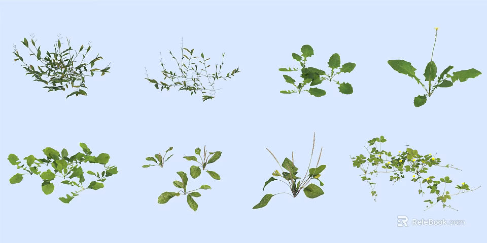 Various Green Herb Plants With Different Leaf Shapes On Light Blue Background 3d model