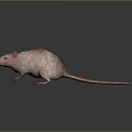 Cartoon Mouse Animated Mouse Grey Mouse Anime Mouse Cartoon Character 3d model