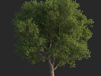 Lush Green Arbor With Dense Foliage And Strong Trunk In Natural Scene 3d model