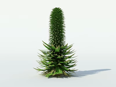 Tall Green Succulent Plant With Spiky Leaves Isolated On White Background 3d model
