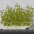 Lush Green Bamboo Plants in Decorative Planter with Stones and Small Plants