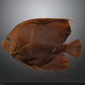 Red Fish With Round Body Large Eyes And Red Fins On Gray Background