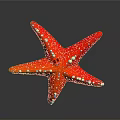Vibrant Red Starfish With White Spots On Dark Gradient Background 3d model