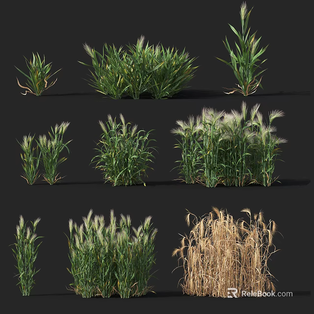 Various Green and Golden Crops in Different Growth Stages with Leafy Foliage 3d model 