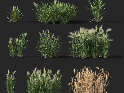 Various Green and Golden Crops in Different Growth Stages with Leafy Foliage 3d model