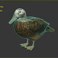 Brown Duck With White Head Black Wing Patch And Orange Feet Standing On Dark Background