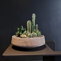 Diverse Cactus and Succulent Bonsai Potted Plant in Light Brown Ceramic Pot on Dark Table